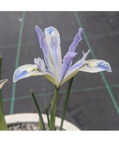 Iris reticulata Painted Lady (1lt)