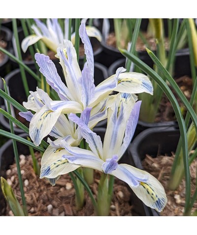 Iris reticulata Painted Lady (1lt)