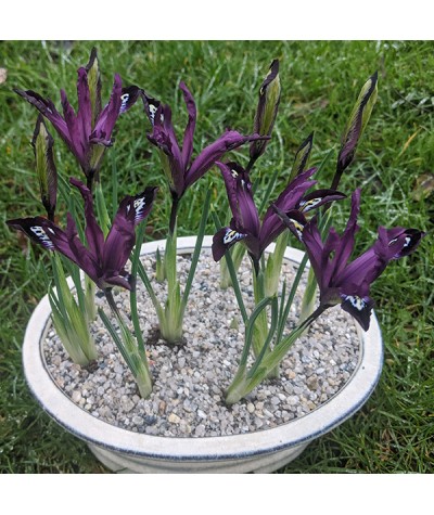 Iris reticulata Pauline (1lt)