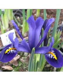 Iris reticulata Pixie (1 x bulb)