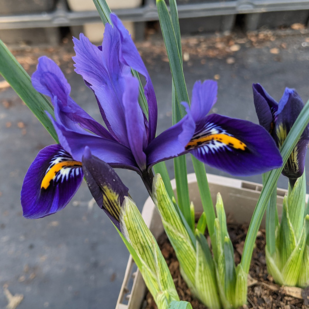 Iris reticulata Pixie (1lt)