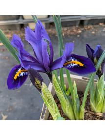 Iris reticulata Pixie (1 x bulb)
