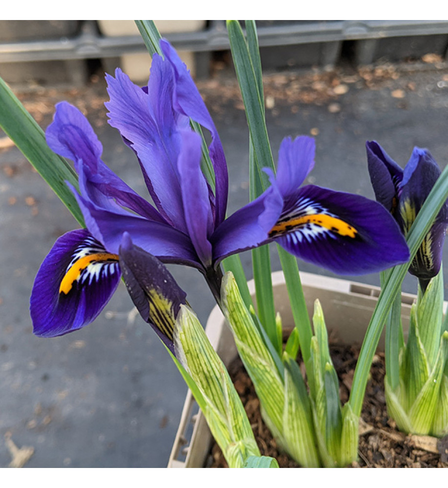 Iris reticulata Pixie (1 x bulb)