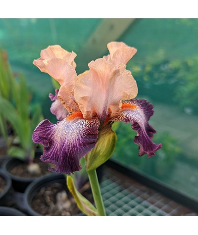 Iris Rose de Perse (TB) (1lt)