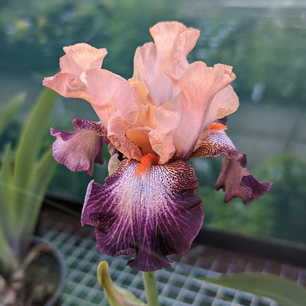 Iris Rose de Perse (TB) (2lt)