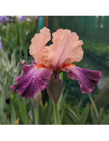 Iris Rose de Perse (TB) (1.5lt)