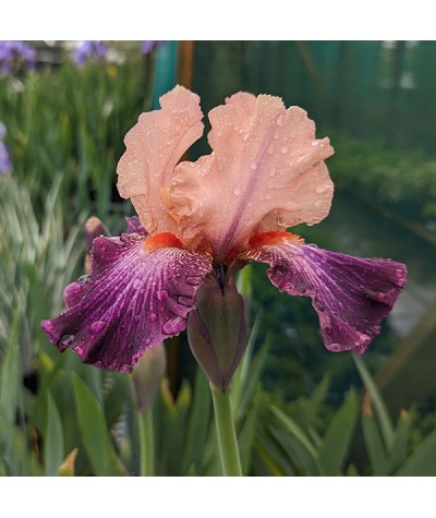 Iris Rose de Perse (TB) (1lt)