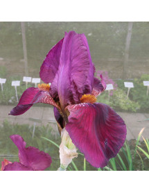 Iris Senlac (1lt) (TB)