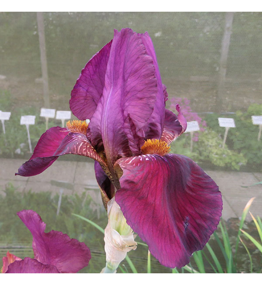 Iris Senlac (1lt) (TB)