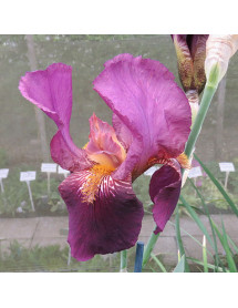 Iris Senlac (1lt) (TB)