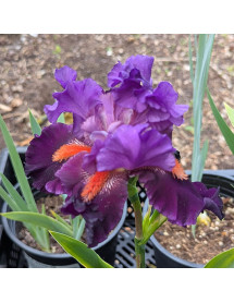 Iris Sharp Dressed Man (TB) (2lt)