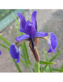 Iris sibirica (1.5lt)