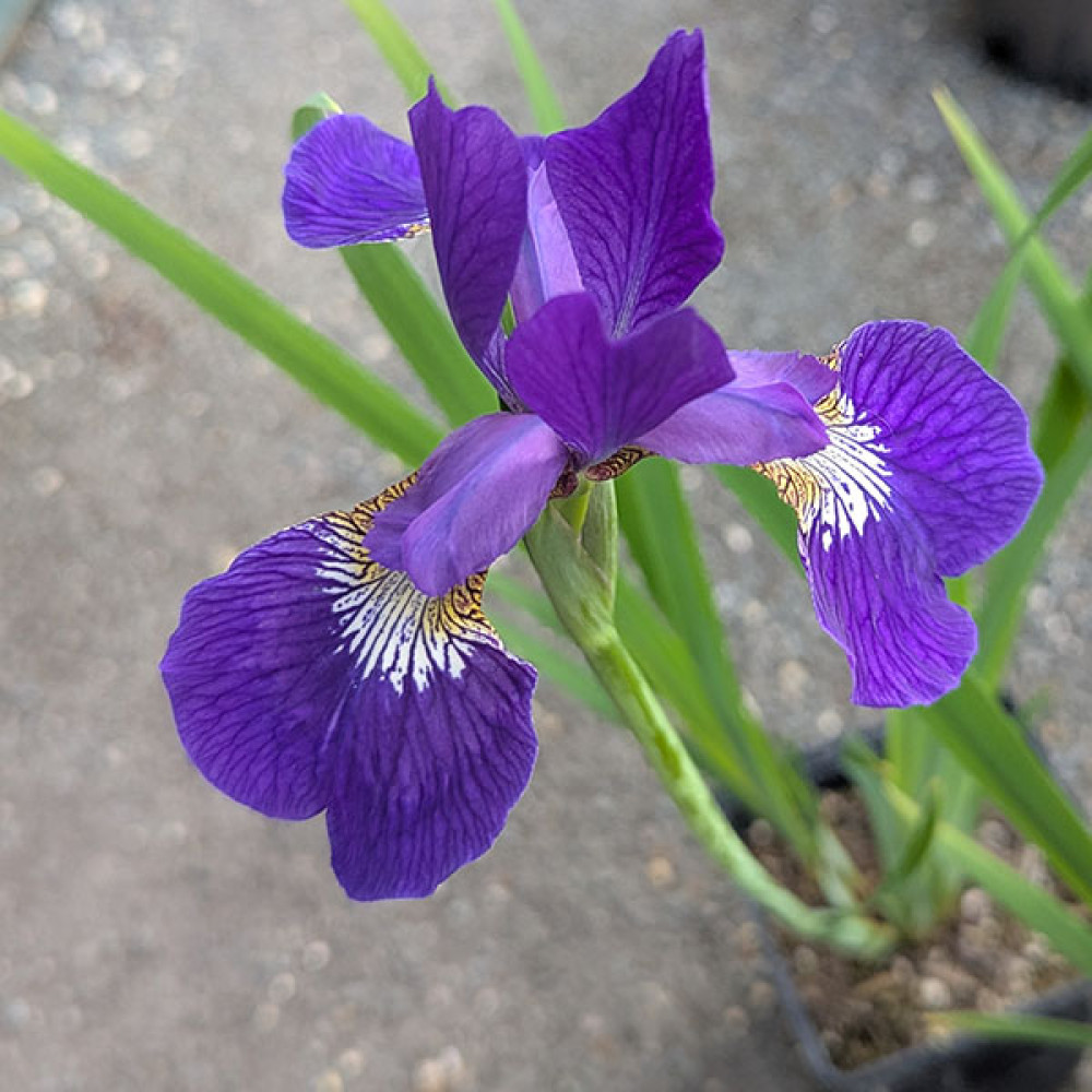 Iris sibirica (2lt)