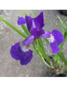 Iris sibirica (1.5lt)