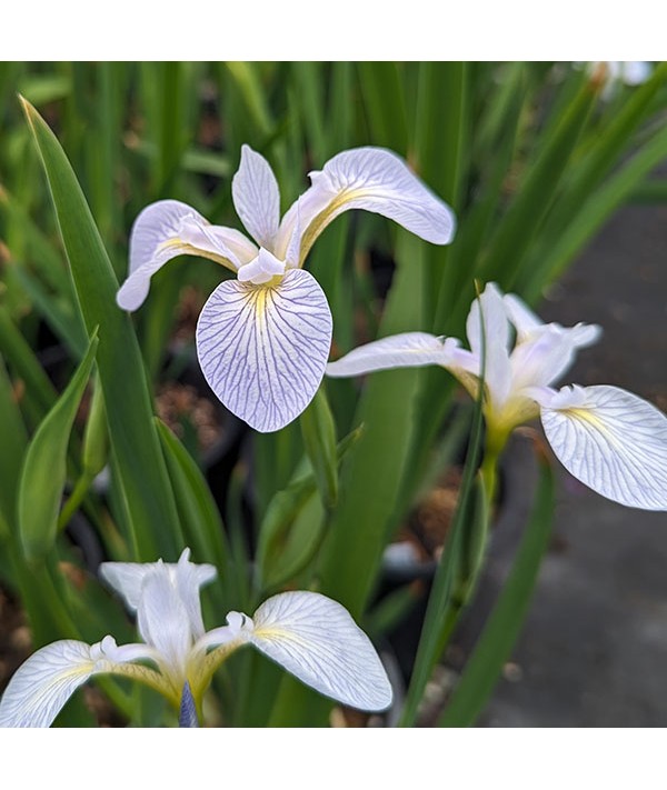 Iris versicolor Candystriper (2lt)