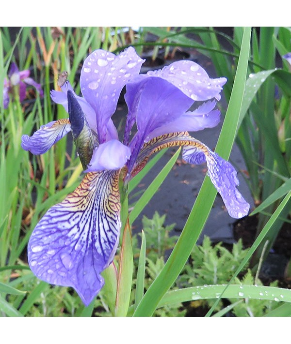 Iris sibirica Blue King (3lt)