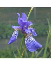 Iris sibirica Blue King (1.5lt)