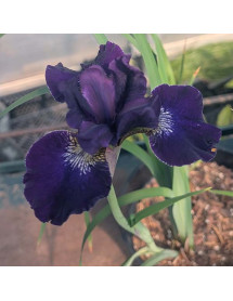 Iris sibirica Harpswell Velvet (3lt)