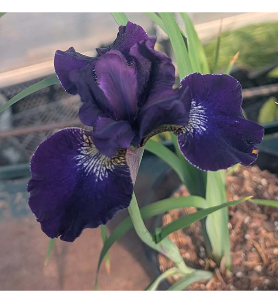 Iris sibirica Harpswell Velvet (3lt)