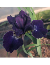 Iris sibirica Harpswell Velvet (2lt)