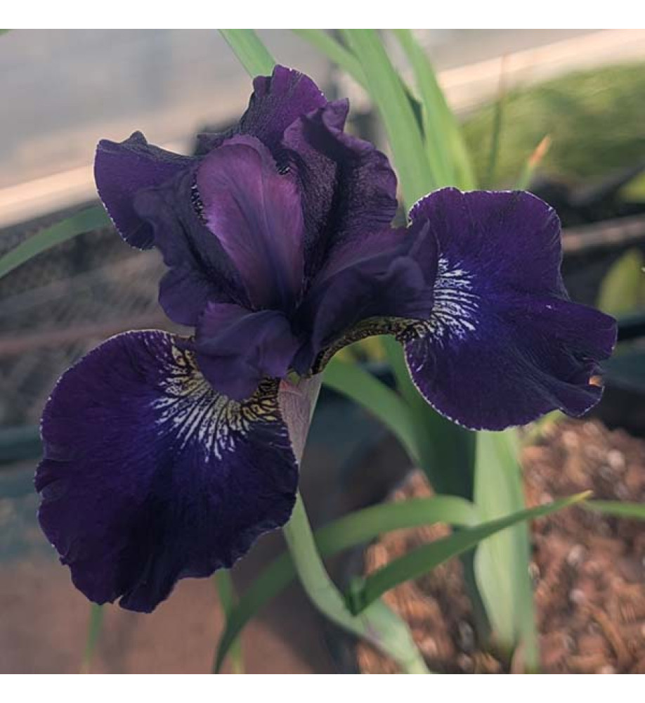 Iris sibirica Harpswell Velvet (2lt)