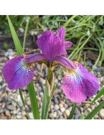 Iris sibirica Melton Red Flare (1lt)