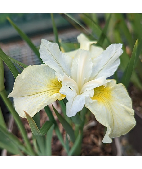 Iris sibirica Moon Silk (3lt)