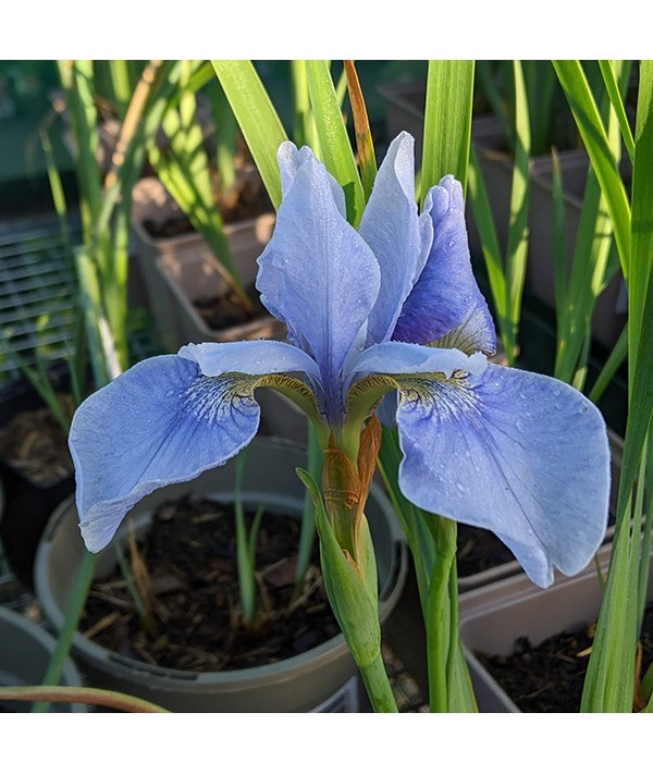 Iris sibirica Perry's Blue (1.5lt)