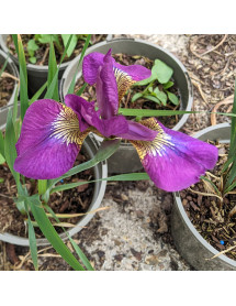 Iris sibirica Melton Red Flare (1lt)