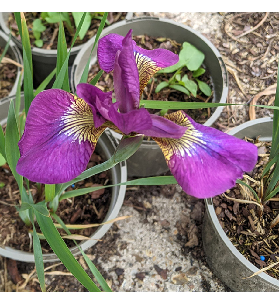 Iris sibirica Melton Red Flare (1lt)