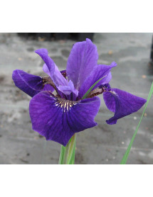 Iris sibirica Ruffled Velvet (1.5lt)