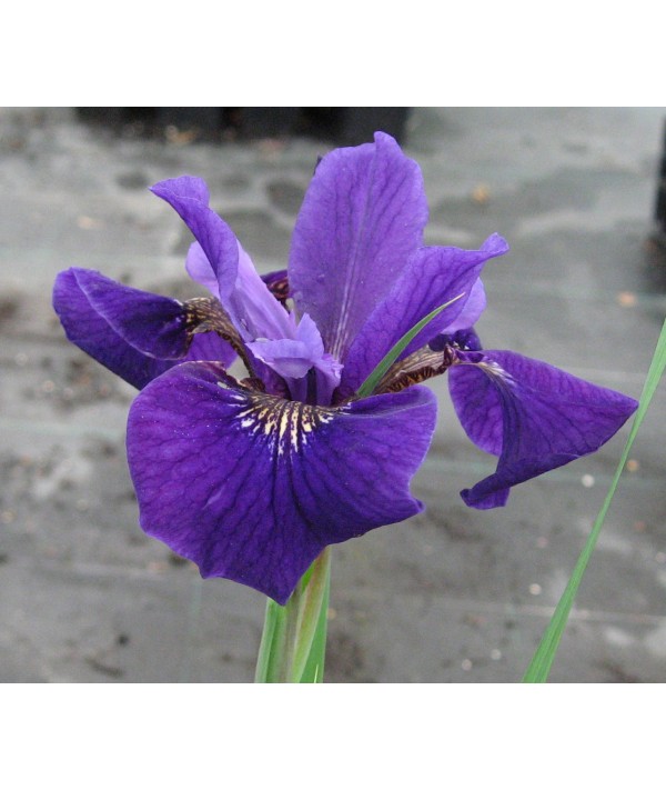 Iris sibirica Ruffled Velvet (2lt)