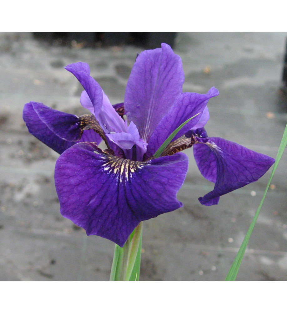 Iris sibirica Ruffled Velvet (1.5lt)