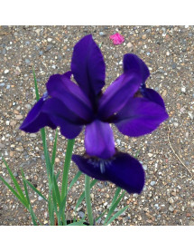 Iris sibirica Ruffled Velvet (1.5lt)