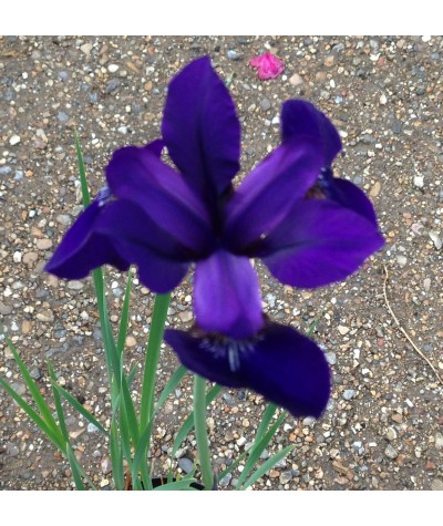 Iris sibirica Ruffled Velvet (2lt)