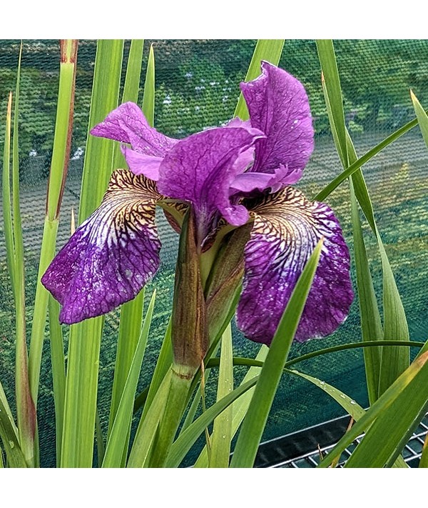 Iris sibirica Showdown (3lt)