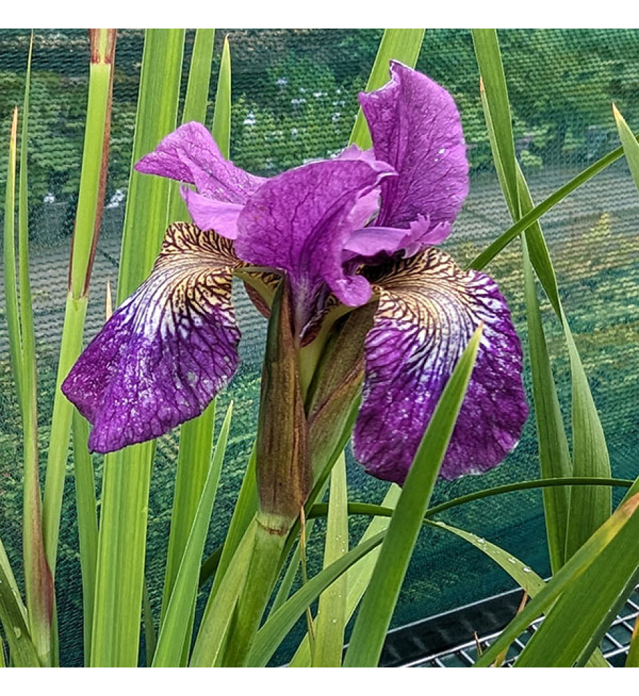 Iris sibirica Showdown (1.5t)