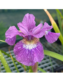 Iris sibirica Showdown (1.5t)