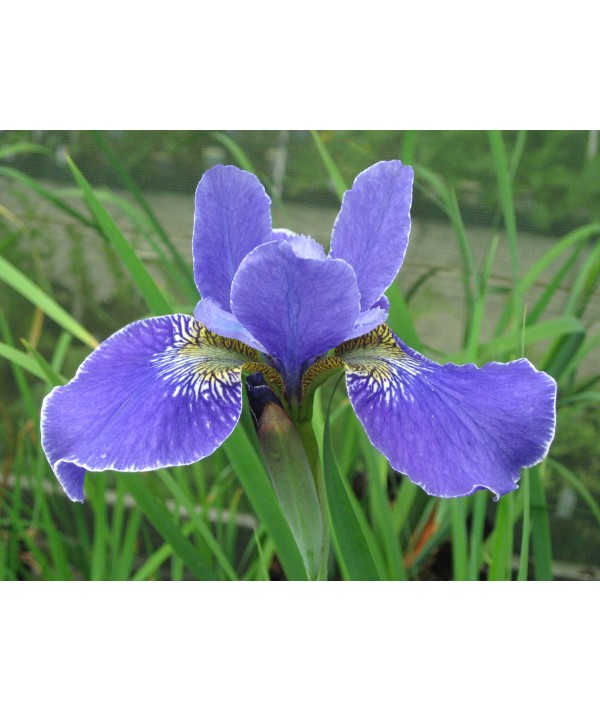 Iris sibirica Silver Edge (1.5lt)