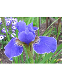 Iris sibirica Silver Edge (3lt)