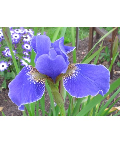 Iris sibirica Silver Edge (1.5lt)