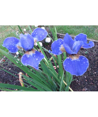 Iris sibirica Silver Edge (1.5lt)