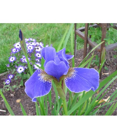 Iris sibirica Silver Edge (1.5lt)