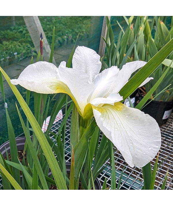 Iris sibirica Snow Queen (3lt)