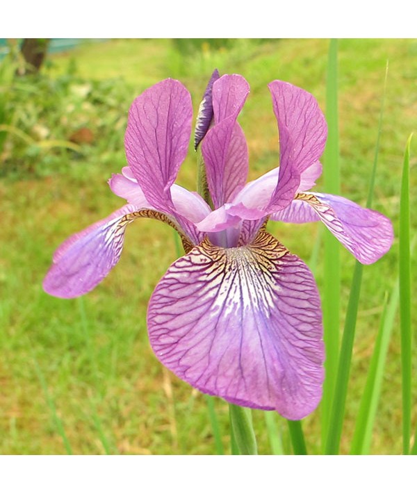 Iris sibirica Sparkling Rose (3lt)