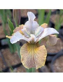 Iris sibirica Sun Grooves (1.5lt)
