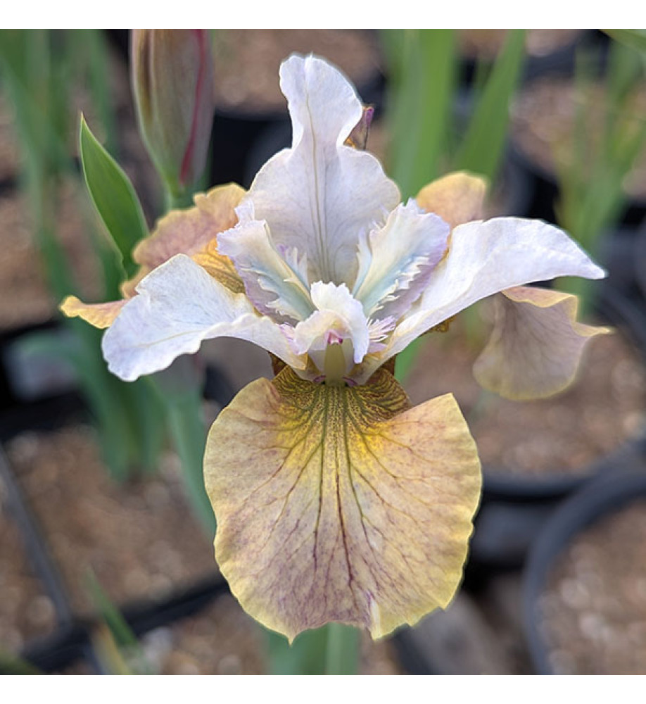 Iris sibirica Sun Grooves (1.5lt)