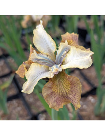 Iris sibirica Sun Grooves (1.5lt)