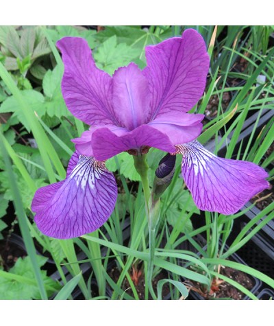 Iris sibirica Sparkling Rose (3lt)