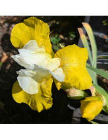 Iris Tulip Festival (TB) (1lt)